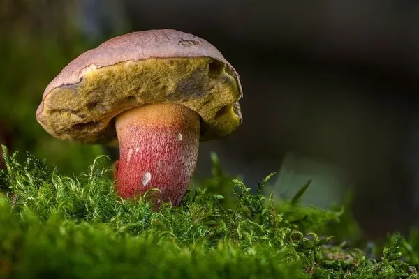 Découverte du joli monde des champignons