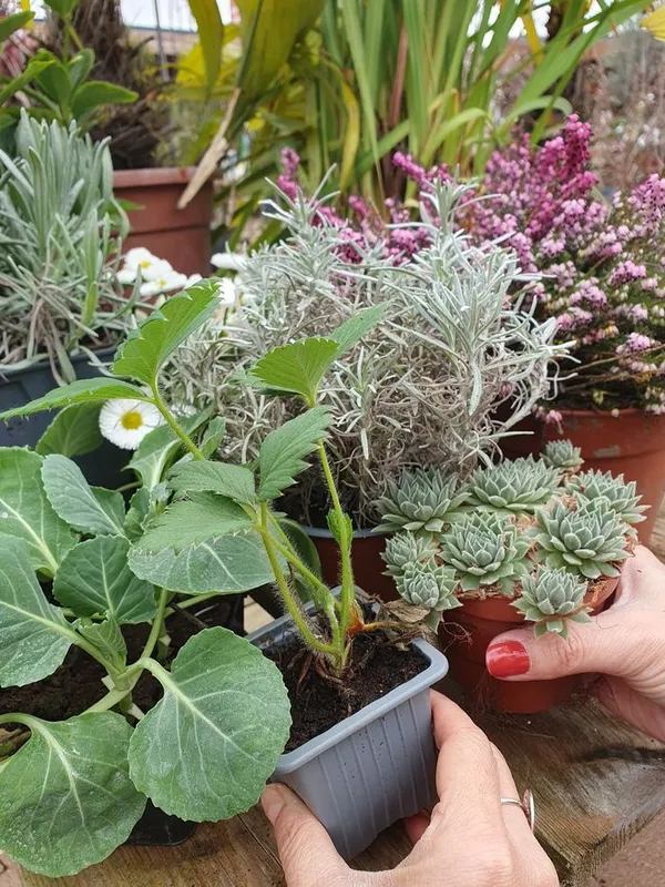 Troc de plantes