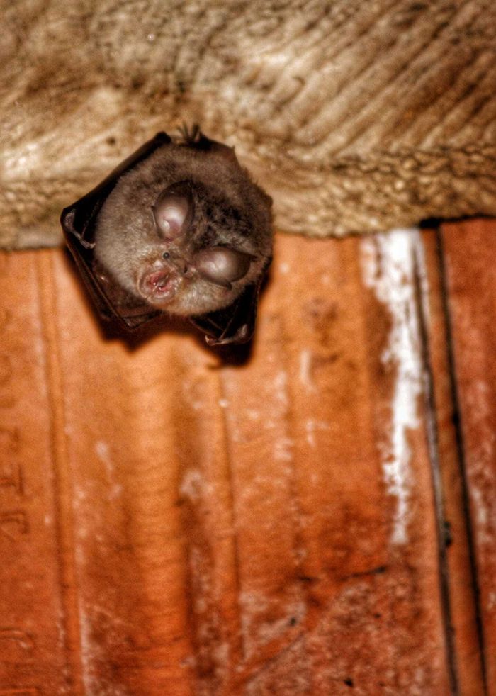 Nuit de la Chauve Souris