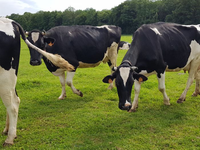 A la découverte d’une ferme laitière bio en circuit court
