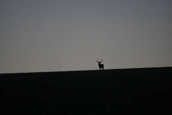 Week end brame du cerf, en vrai.