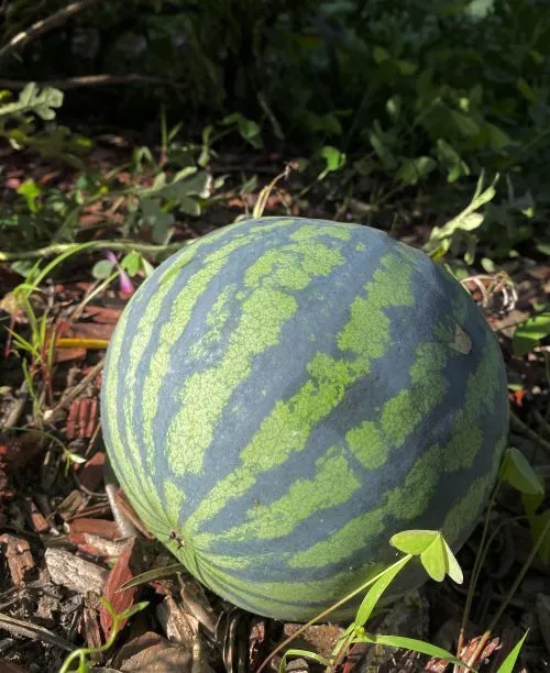 Atelier de découverte de la nature : les légumes n'existent pas !