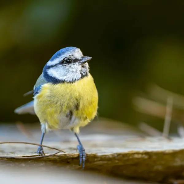 À vol d'oiseau