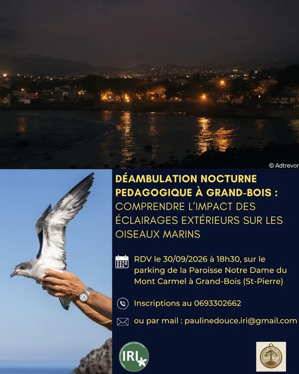 Déambulation nocturne à Grand-Bois : comprendre l’impact des éclairages extérieurs sur les oiseaux marins