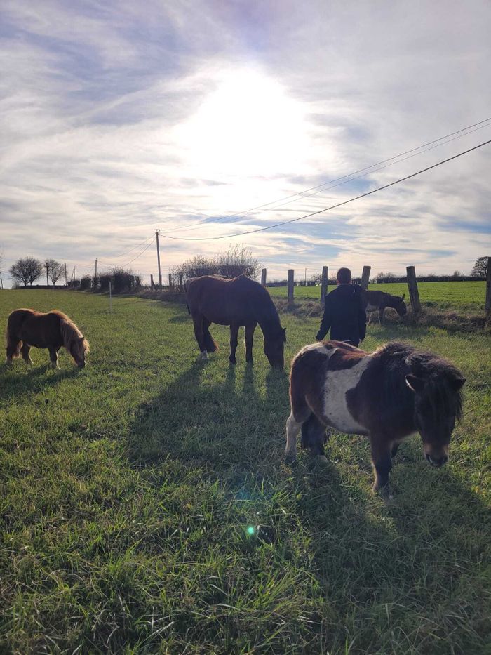 Atelier de médiation équine pour les adolescents : Confiance en soi et communication avec le cheval, chez LP Médiation Equine
