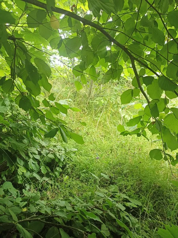 En pays bourgueillois au XVIII, la Bête de Benais...