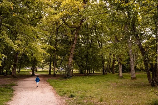 Balade autour des arbres remarquables