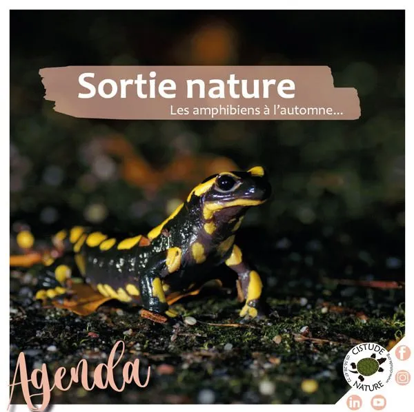 "Les amphibiens à l'automne et la très mystérieuse salamandre"
