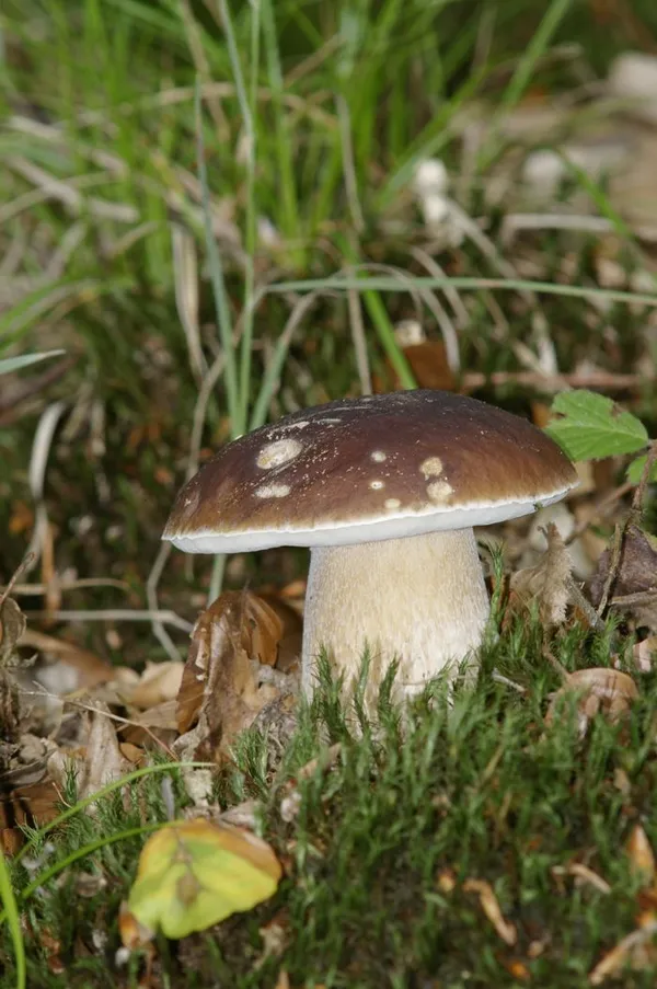 Randonnée nature automnale autour de la biodiversité et recherche de champignons