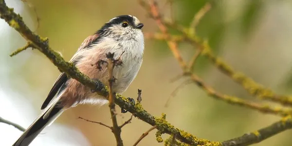 Le passage des oiseaux migrateurs