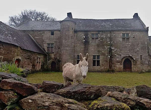 Visite guidée d'un manoir breton du XVe siècle en cours de restauration