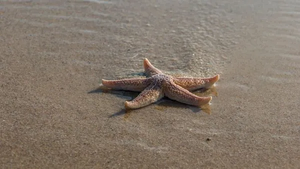 Pêche à pied : la vie en bord de mer