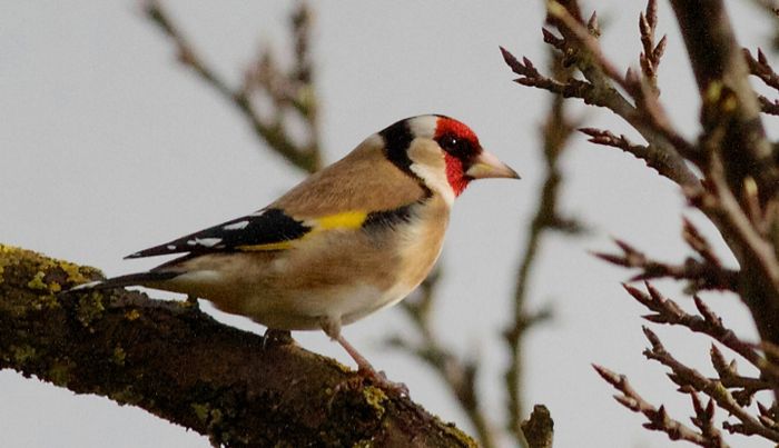 A la rencontre des oiseaux du parc de la citadelle