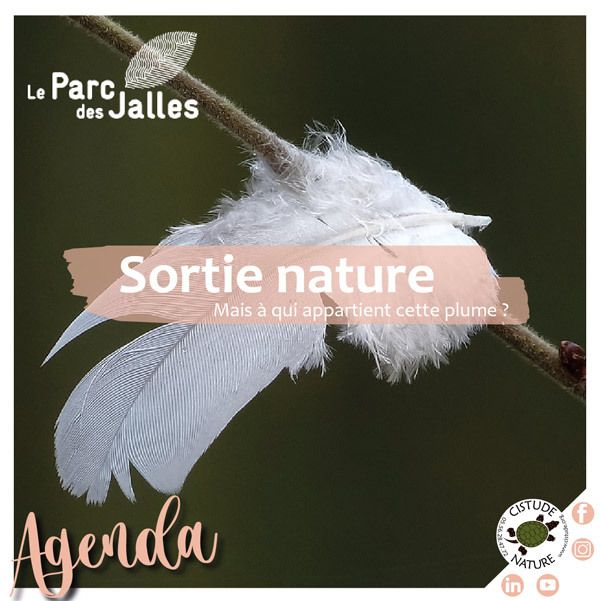 "Mais à qui appartient cette belle plume ?"
