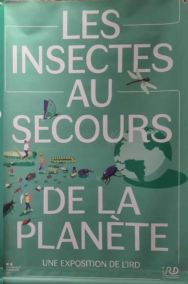 Les Insectes Au Secours De La Planète