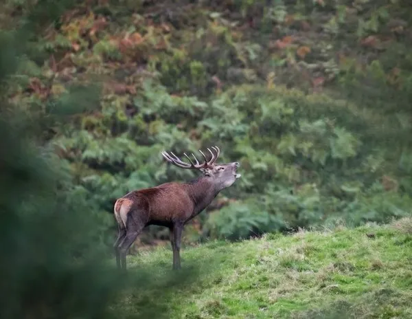 Aventure photo Brame du Cerf