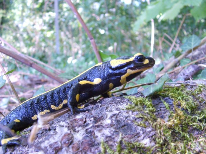 "Les amphibiens à l'automne et la très mystérieuse salamandre"