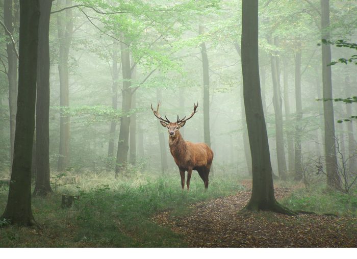 En forêt à l'époque du brame du cerf