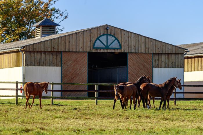 Visite de SUMBE Haras de Montfort & Préaux
