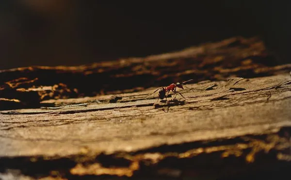 Le bois mort, un monde vivant
