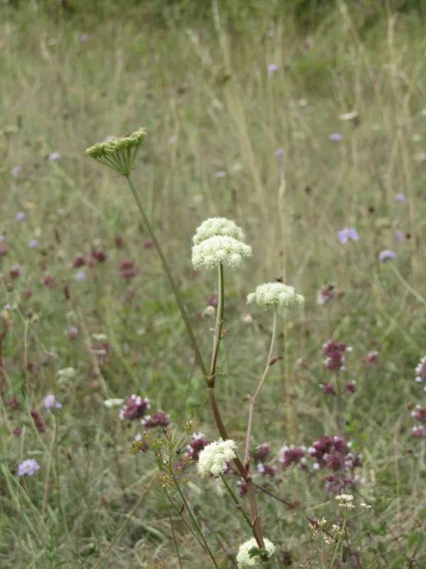La flore tardive des coteaux calcaires, sortie botanique