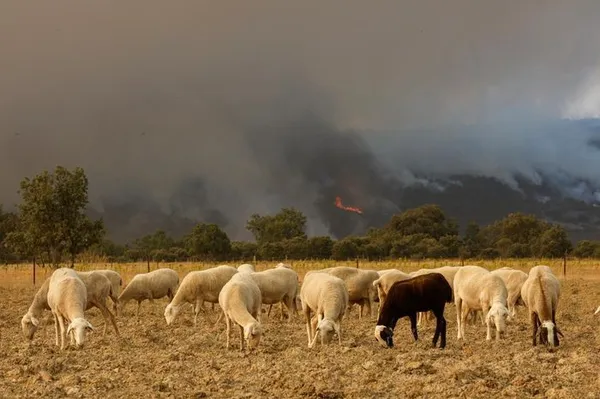 Jeudis du Pastoralisme #3 : Face aux incendies et à la fragilité de notre espace méditerranéen, quelle place pour le pastoralisme ?