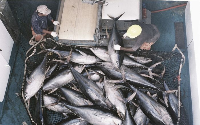 La pêche et la vie à bord des thoniers-senneurs tropicaux