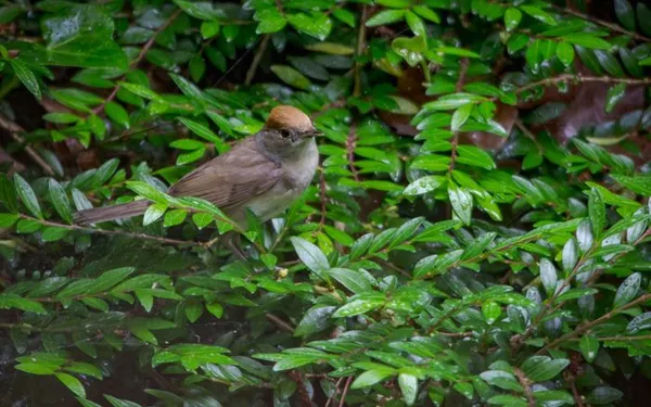 Initiation à la reconnaissance des chants d’oiseaux - niveau avancé