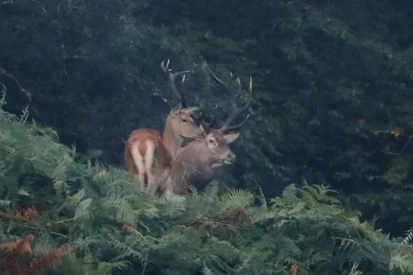 A l'écoute du brame du cerf