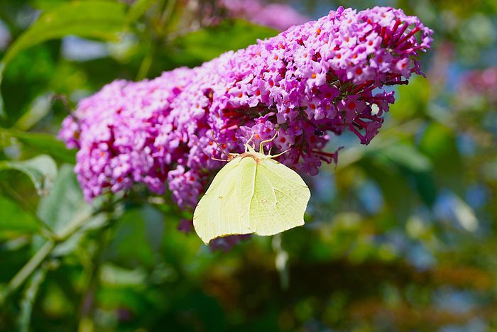 Découverte des insectes et des pollinisateurs
