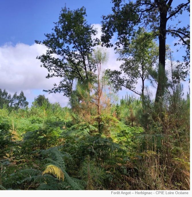 A la découverte des secrets des forêts et de leur gestion à Coët-Couron