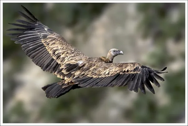 A hauteur d'ailes