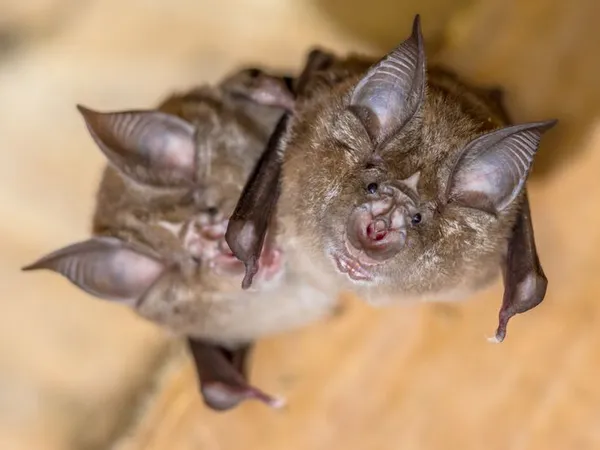 Nuit de la Chauve-souris à Yonval