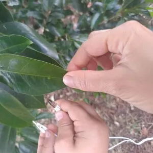 ANNULÉ | Quand les plantes font de la musique