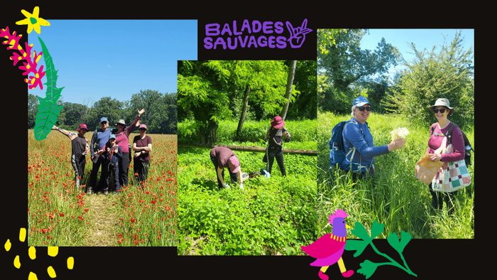 Spéciale ail des ours - Balade Cueillette Sauvage plantes comestibles