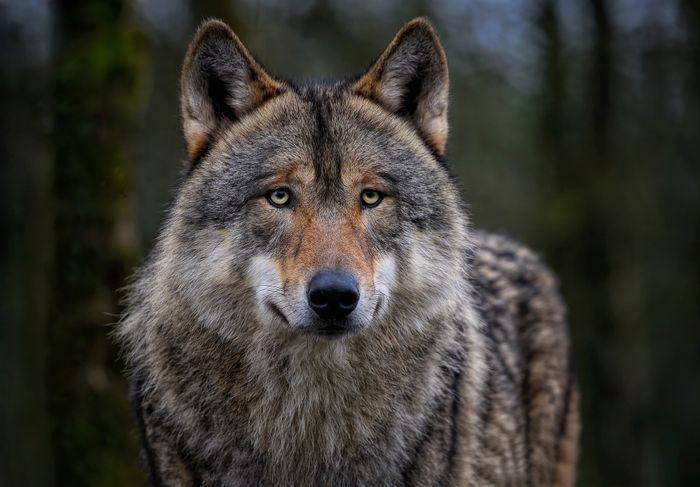 Loup, où es-tu ?