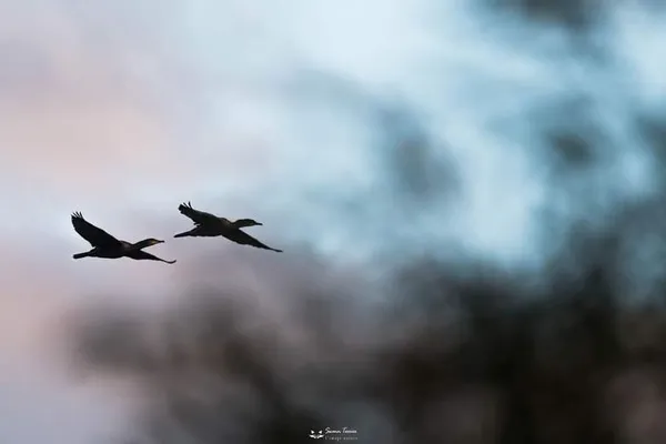 Les oiseaux hivernants des weppes