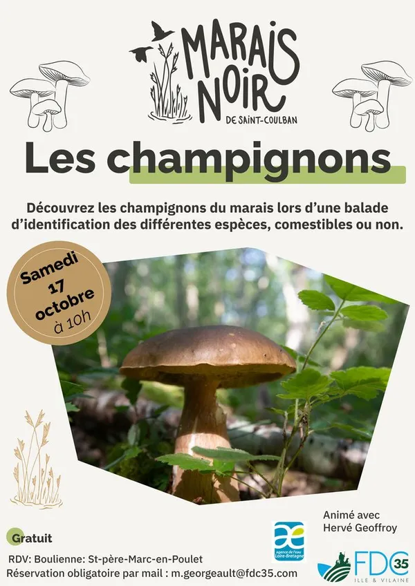 Les champignons
