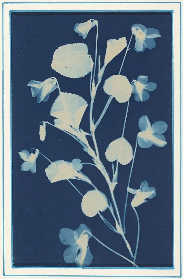 Atelier Cyanotype