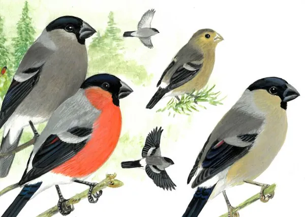 Dessins d'oiseaux, le trait talentueux d'Hermann Heinzel