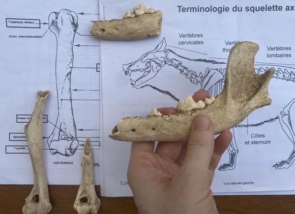 Conférence-atelier-goûter : rencontre avec une archéozoologue, de la fouille au laboratoire