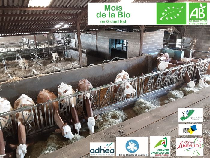 Visite de ferme bio - bovins lait élevés à l'herbe