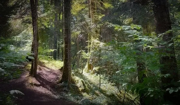Bain de forêt guidé