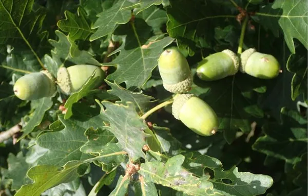 COMPLET - Chantier participatif : collecte de glands de chênes verts avec la Pépivert
