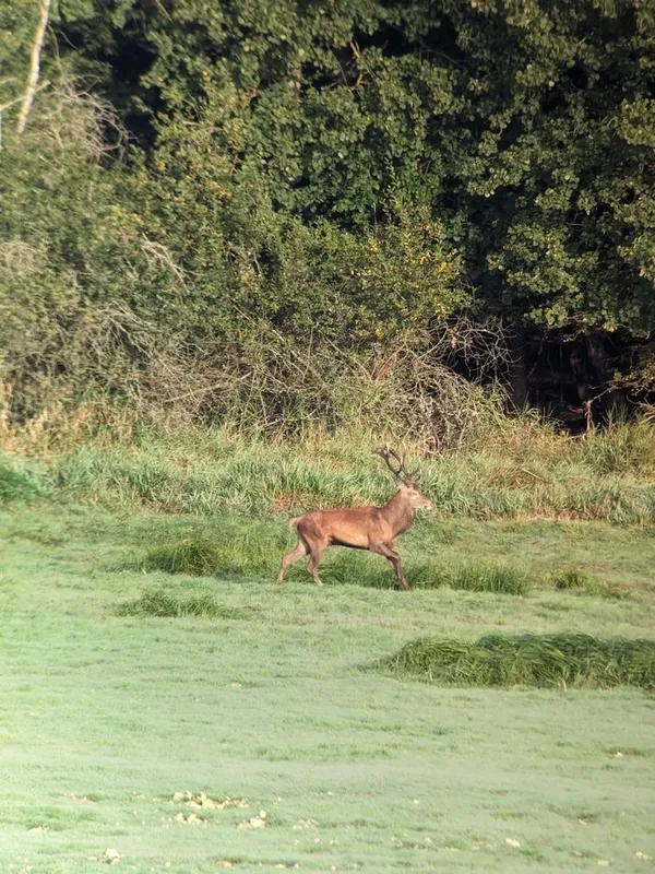 Bivouac et brame du cerf
