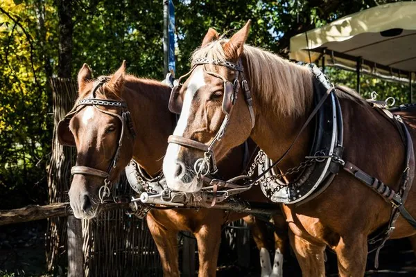 Attelage à cheval – Les 140 ans du théâtre