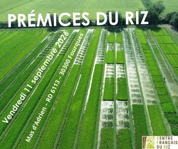 Les prémices du riz