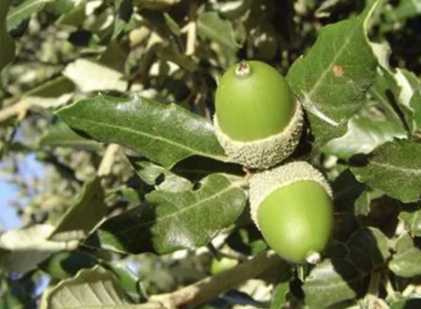Chantier participatif : collecte de glands de chênes verts avec la Pépivert