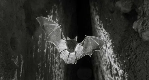 Projection film "Espalungue, royaume des chauves-souris"