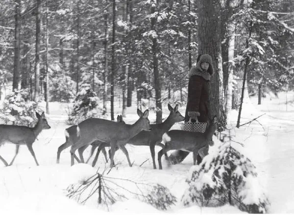 Dans la forêt